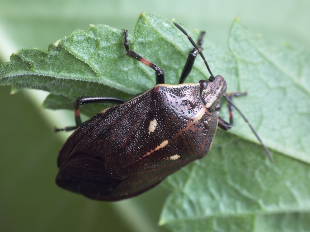 Jalla dumosa (Linnaeus, 1758)